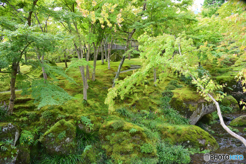 苔庭にて