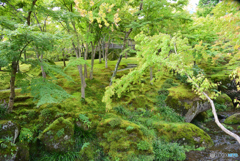 苔庭にて
