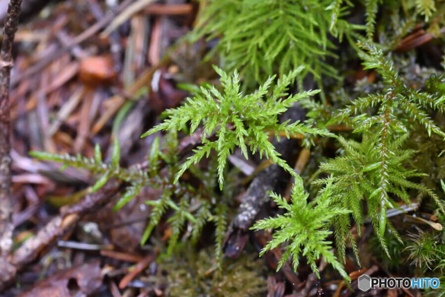 フジノマンネングサの若芽