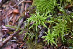 フジノマンネングサの若芽