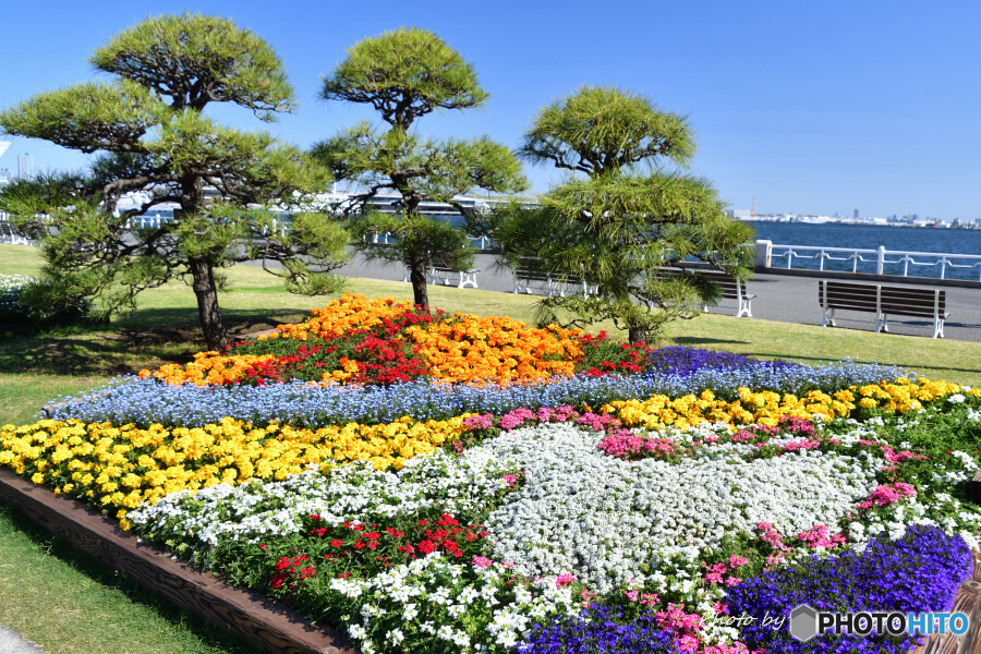 春の山下公園にて