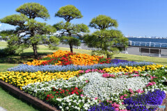 春の山下公園にて