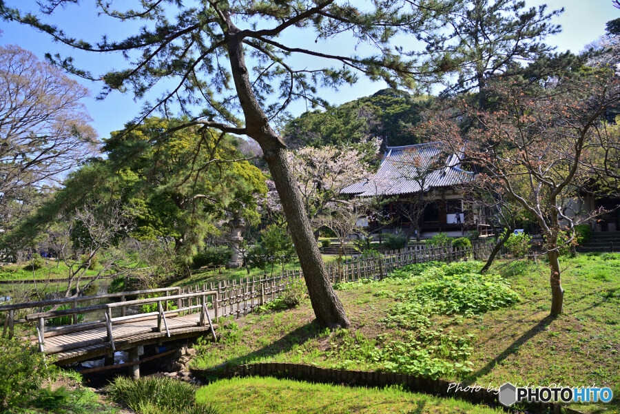 春の三渓園