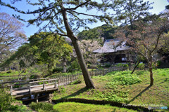 春の三渓園