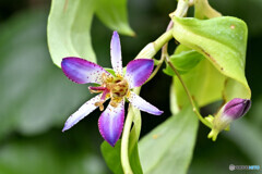 ホトトギス 大虹