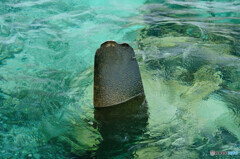 パラオの海に残る零戦