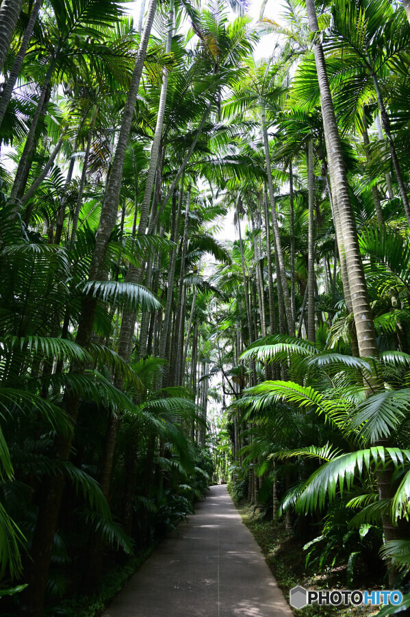 美らヤシパークオキナワ・東南植物楽園