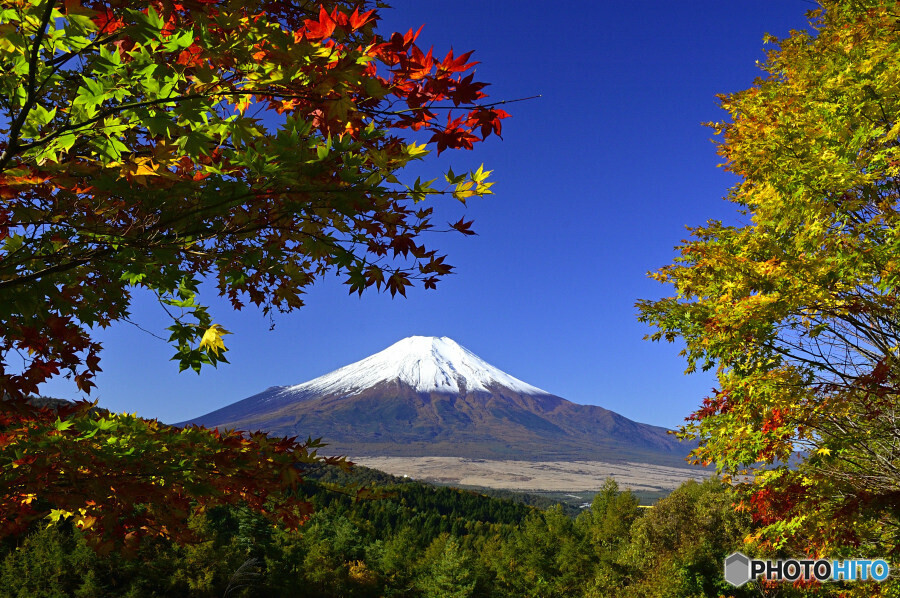 紅葉と富士山