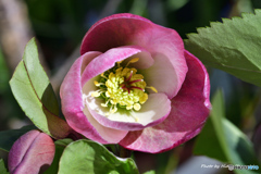 クリスマスローズ ストロベリームーン