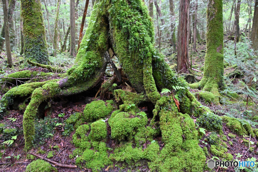 苔むす樹海内