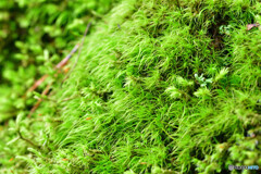 フデゴケ フデゴケ