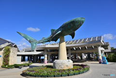 沖縄美ら海水族館にて