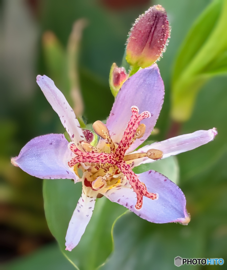 ホトトギス 青竜