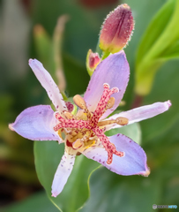 ホトトギス 青竜