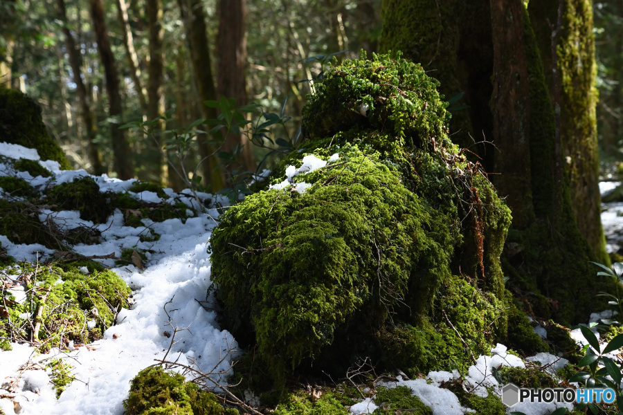 苔むす溶岩