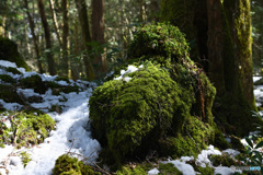 苔むす溶岩