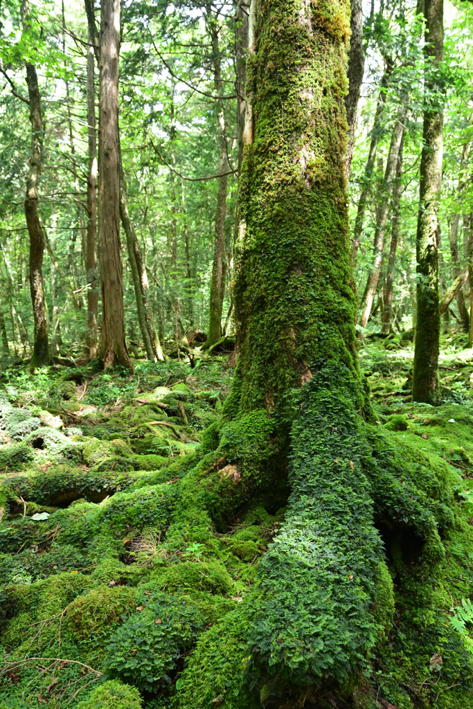 苔とシダに囲まれて