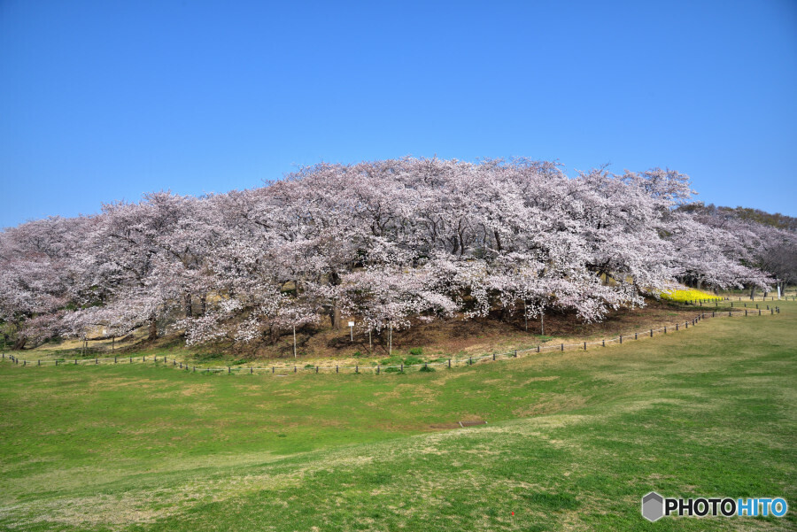 根岸森林公園