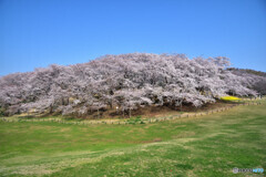 根岸森林公園