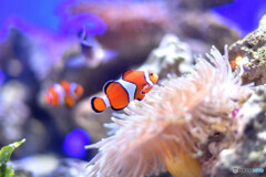 カクレクマノミ