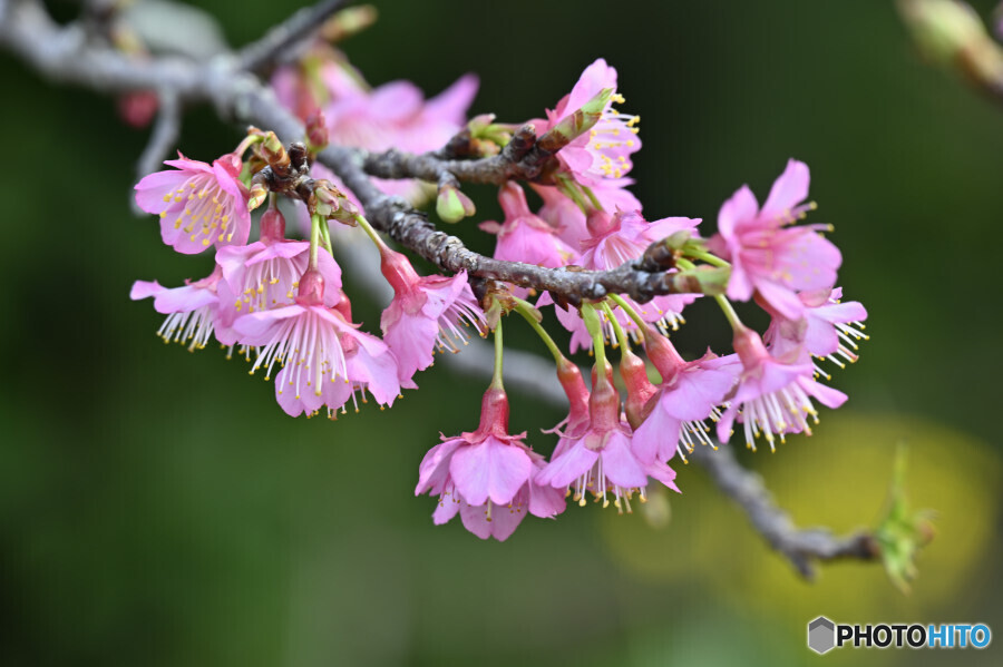 寒緋桜