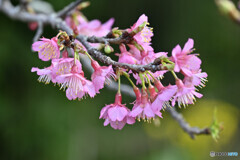 寒緋桜
