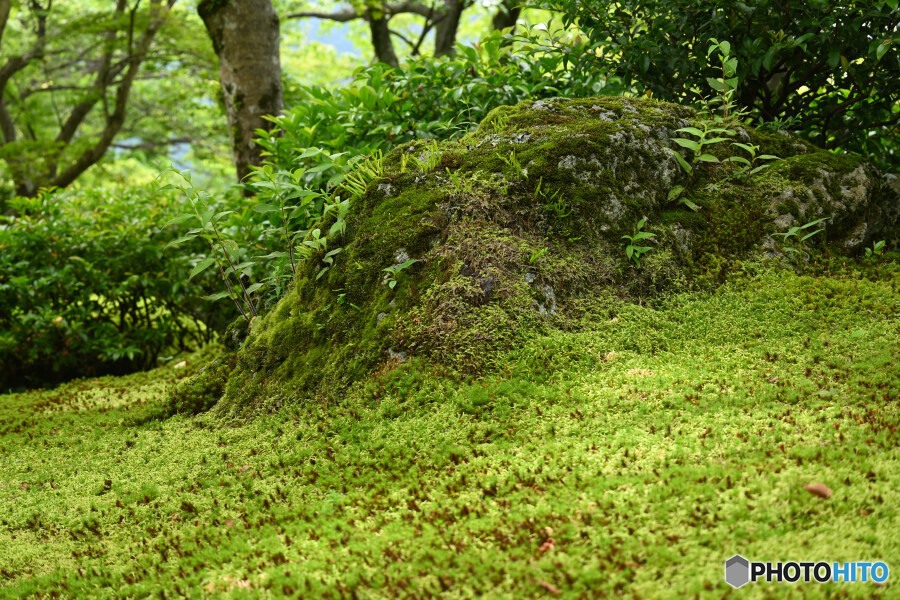 苔庭の様子