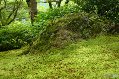 苔庭の様子