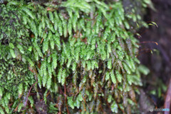 オオサナダゴケモドキ