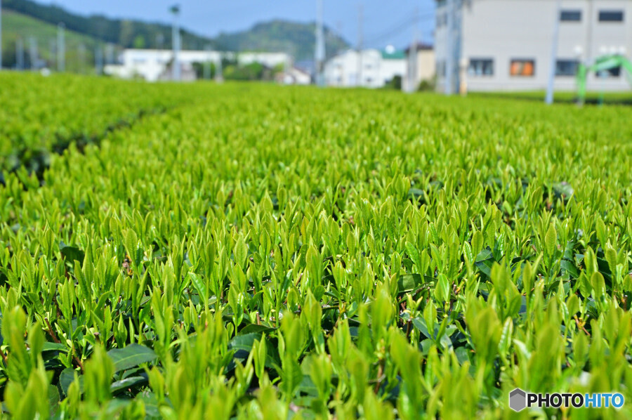 静岡牧之原茶の茶畑