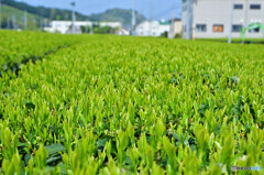 静岡牧之原茶の茶畑