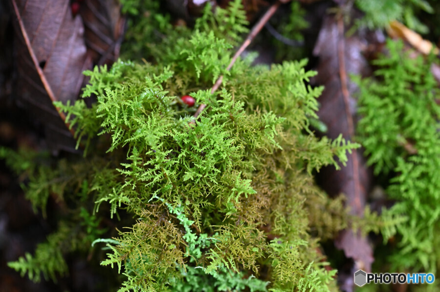 シノブゴケの仲間
