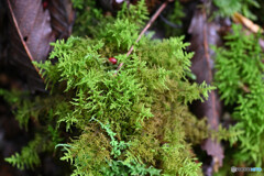 シノブゴケの仲間
