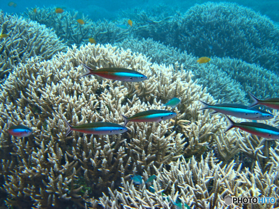 不明な魚