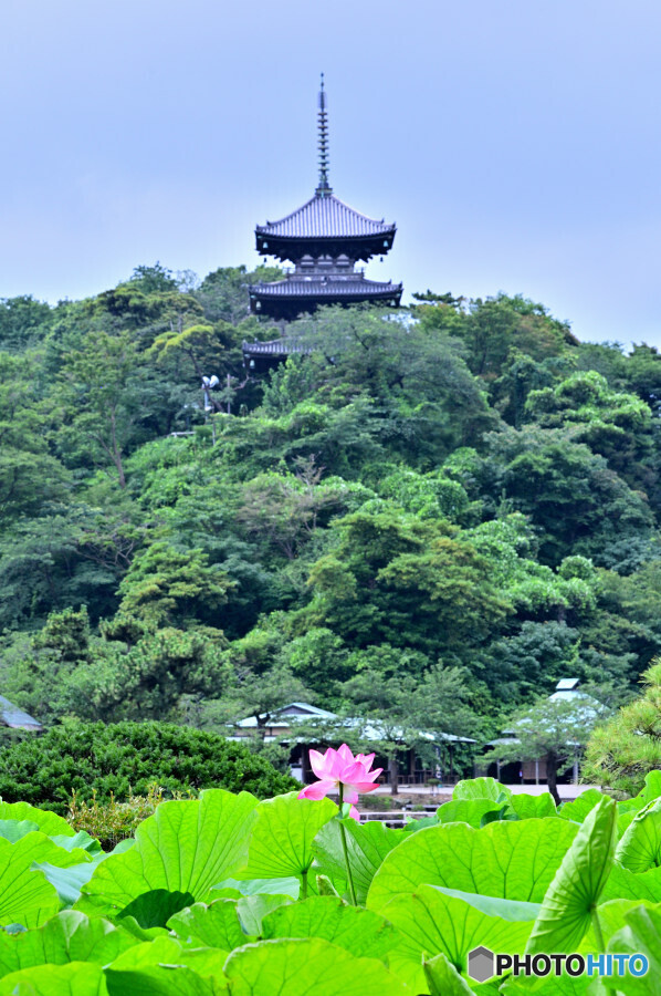古代蓮と旧燈明寺三重塔