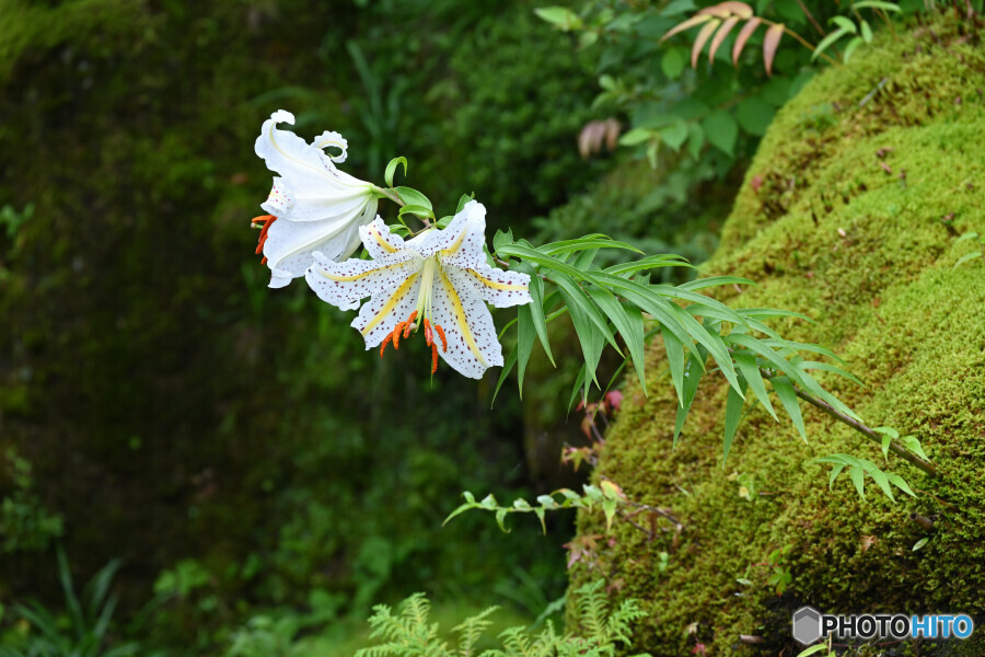 苔庭とヤマユリ