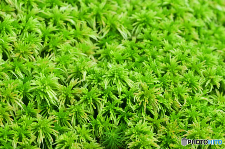 ホソバミズゴケ