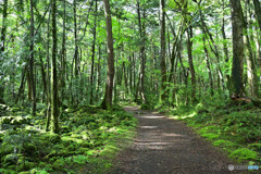 苔むす遊歩道を進む
