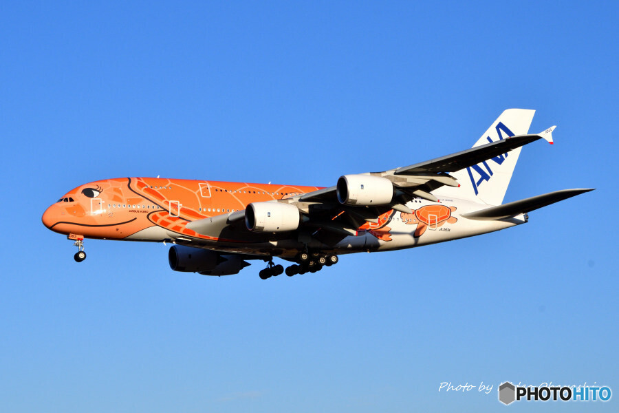 ANA フライングホヌ ラー