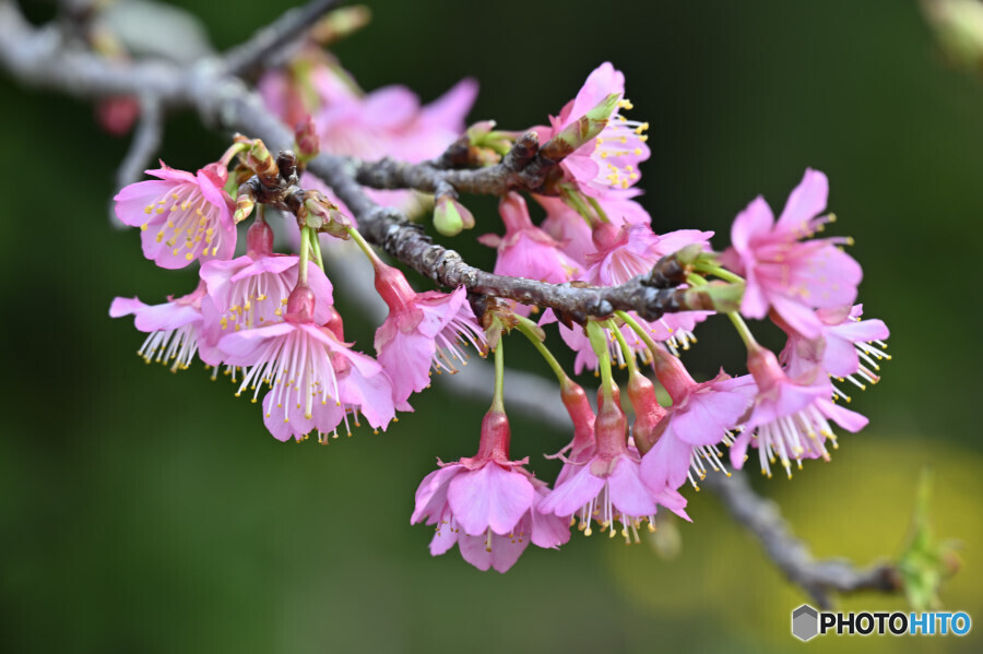 寒緋桜