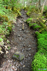 苔むす登山道