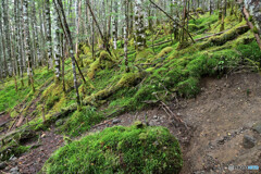 麦草峠からの登山道
