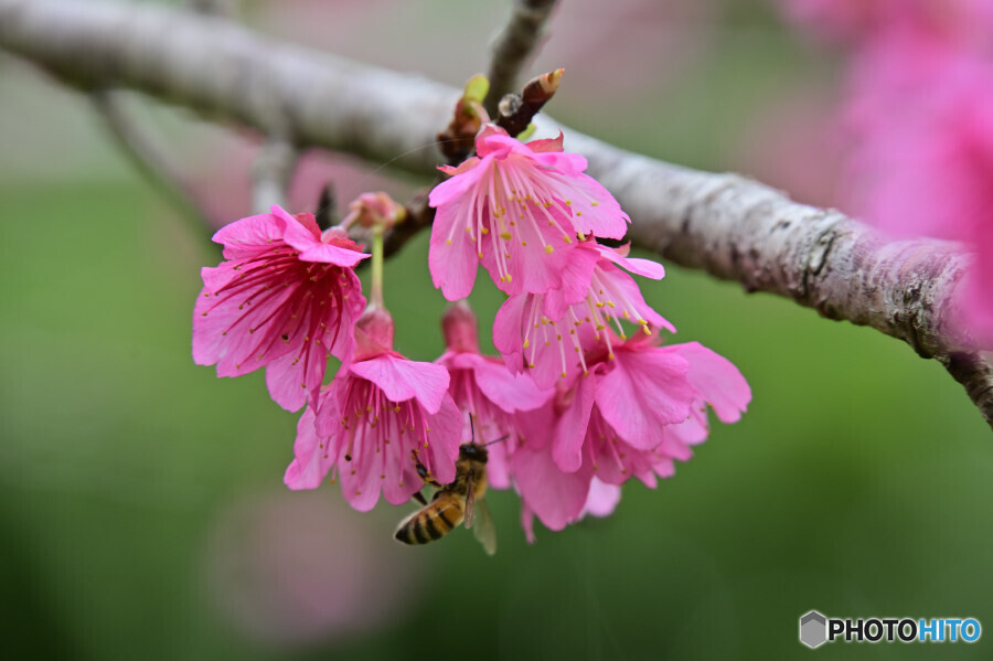 寒緋桜