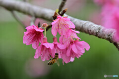 寒緋桜