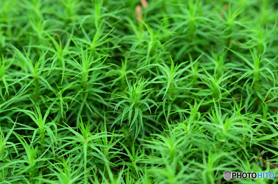 セイタカスギゴケ