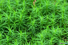 セイタカスギゴケ