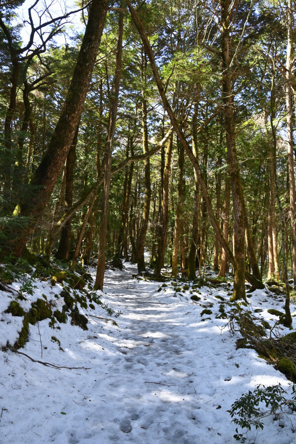 初春の樹海
