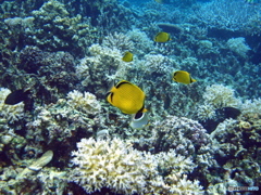レモンチョウチョウウオ