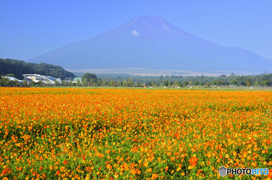 霞む富士と輝くコスモス