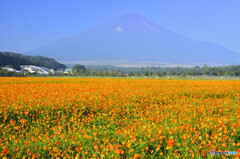霞む富士と輝くコスモス
